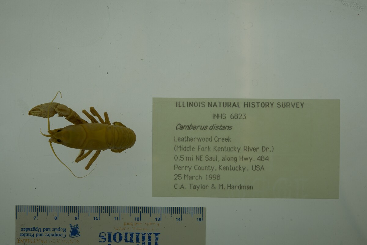 Cambarus distans image